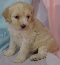 Cocka Poo 
Puppy for Sale
Sold