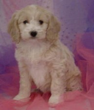 Cocka Poo 
Puppy for Sale
Sold