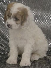 Cocka Poo 
Puppy for Sale
Sold