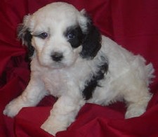 Cocka Poo 
Puppy for Sale
Sold