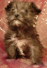 Schnoodle
Puppy for sale
Sold