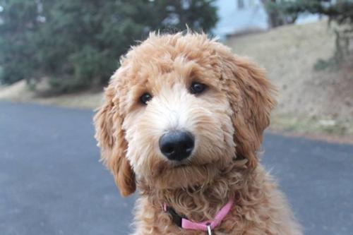 Lola the Goldendoodle