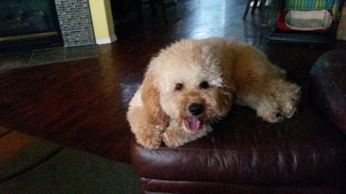 Rufus