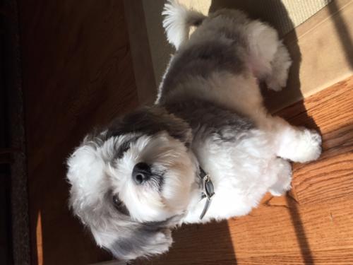Murphy the Shichon