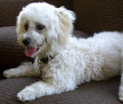 Judie's Dog