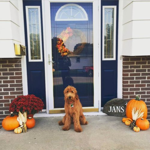 Charlee the Goldendoodle