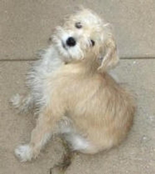 Adam's Schnoodle