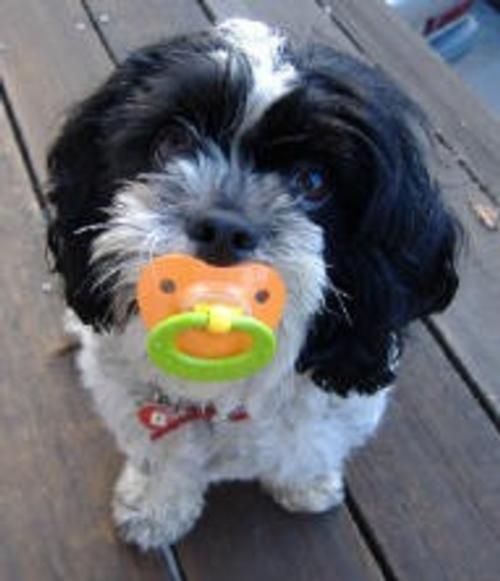 Bella the Shichon