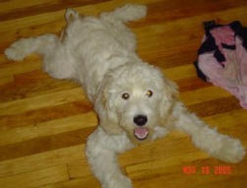 Casper the Cockapoo