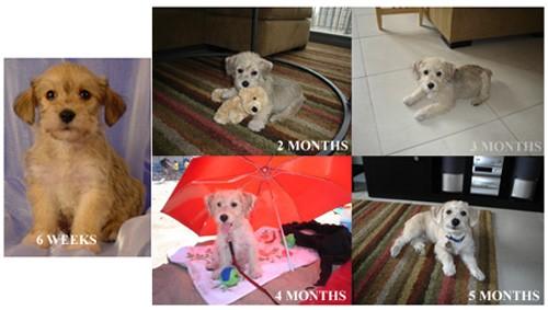 Chance the Schnoodle