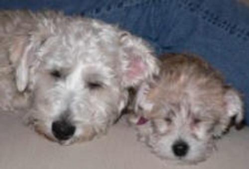 Emma and Oliver the Schnoodles