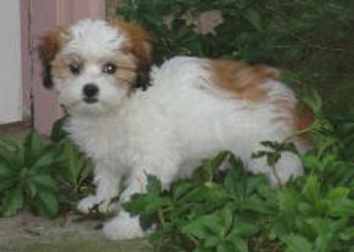 Emma the Bichon/Lhasa
