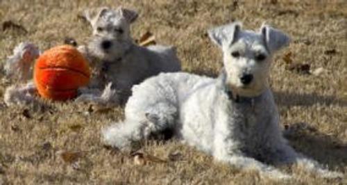 Enrico and Julie the Schnoodles