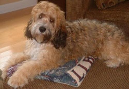 Joey the Cockapoo