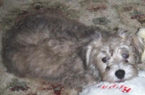 Lucky the Schnoodle