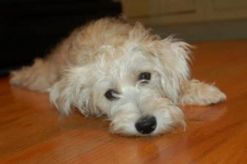 Millie the Schnoodle