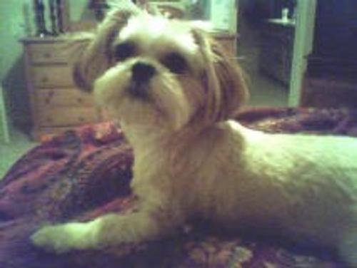 Sophie the Shih Tzu