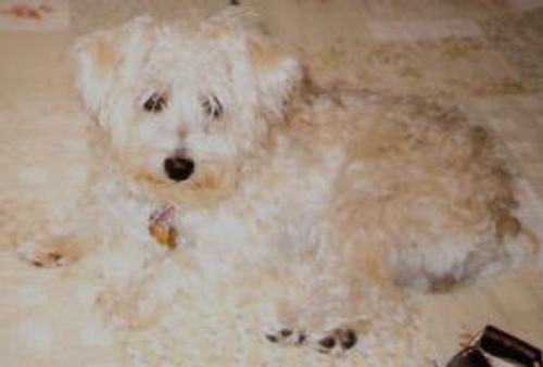 Tabitha the Schnoodle