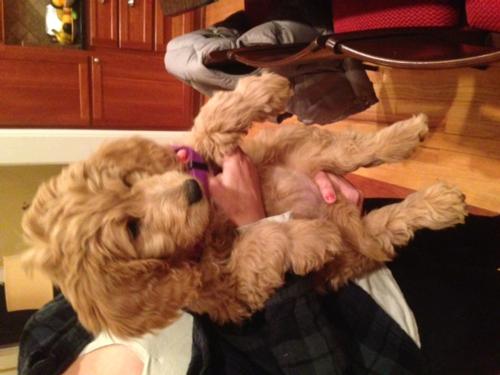 Lola
