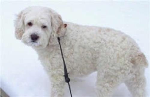 Buddy the Cockapoo