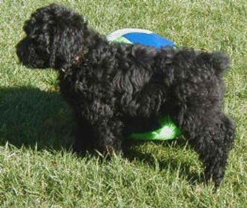 Shadow the Schnoodle
